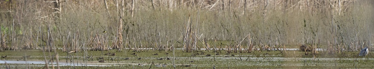 Masked Duck - ML640325131