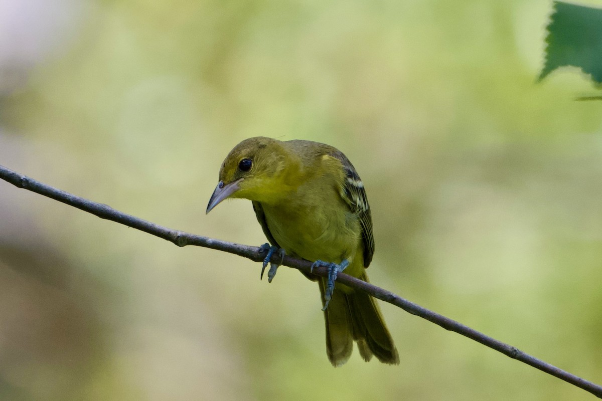 Orchard Oriole - ML640325137
