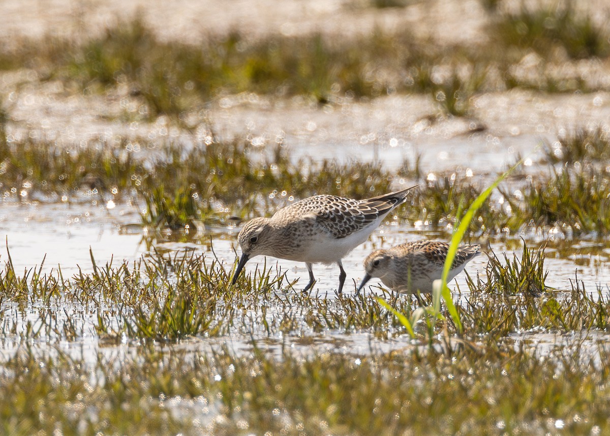 Baird's Sandpiper - ML640325215