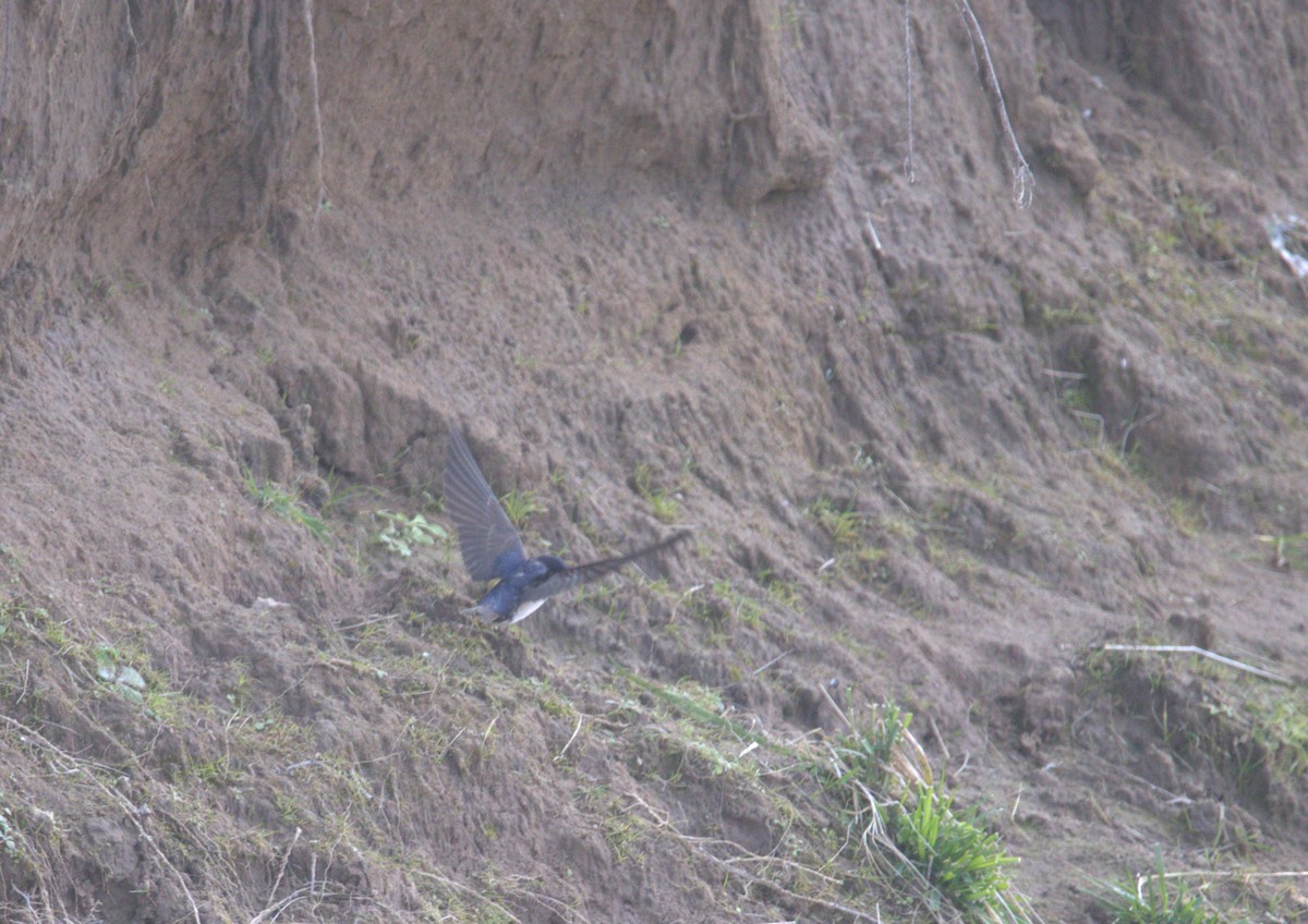 Blue-and-white Swallow - ML640325253