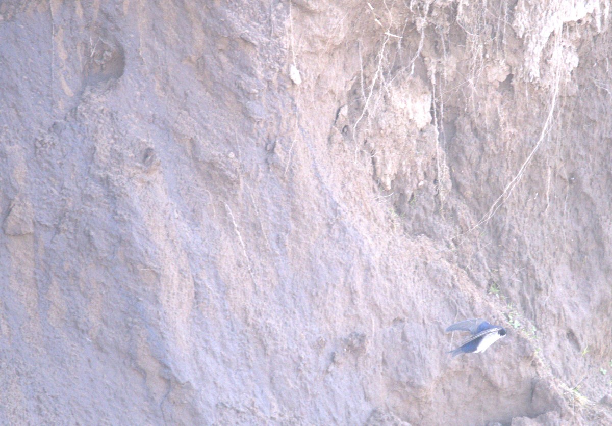 Blue-and-white Swallow - ML640325255