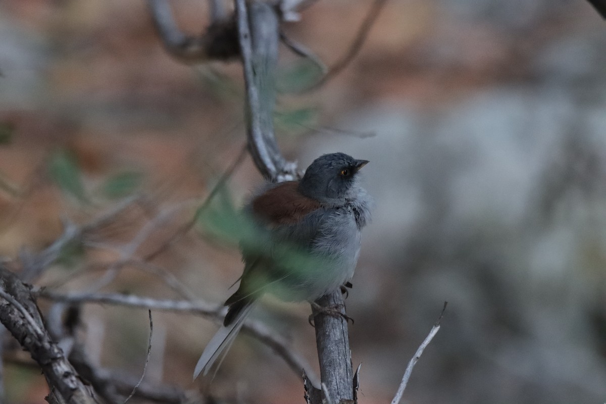 Yellow-eyed Junco - ML640325260