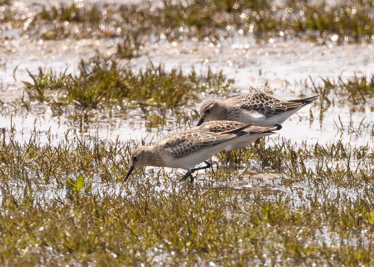 Baird's Sandpiper - ML640325267