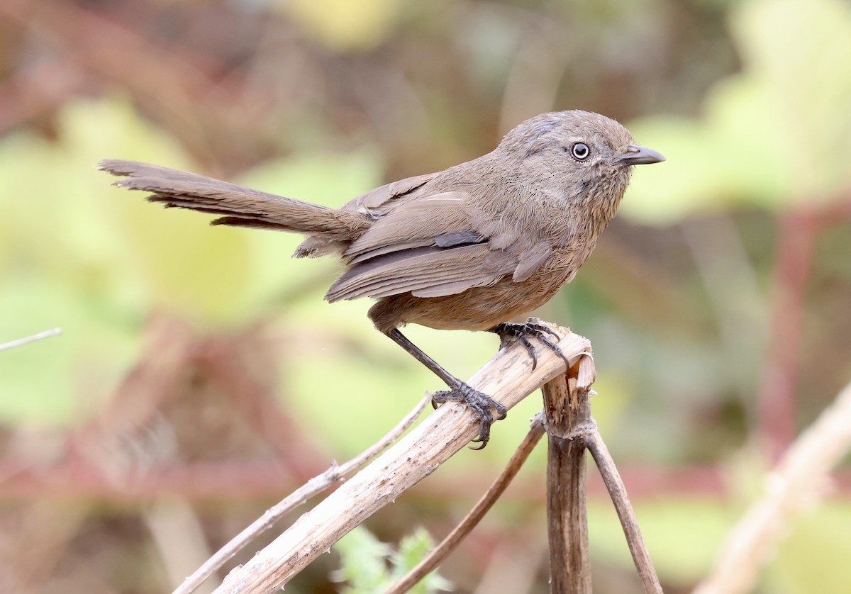 Wrentit - ML640325274