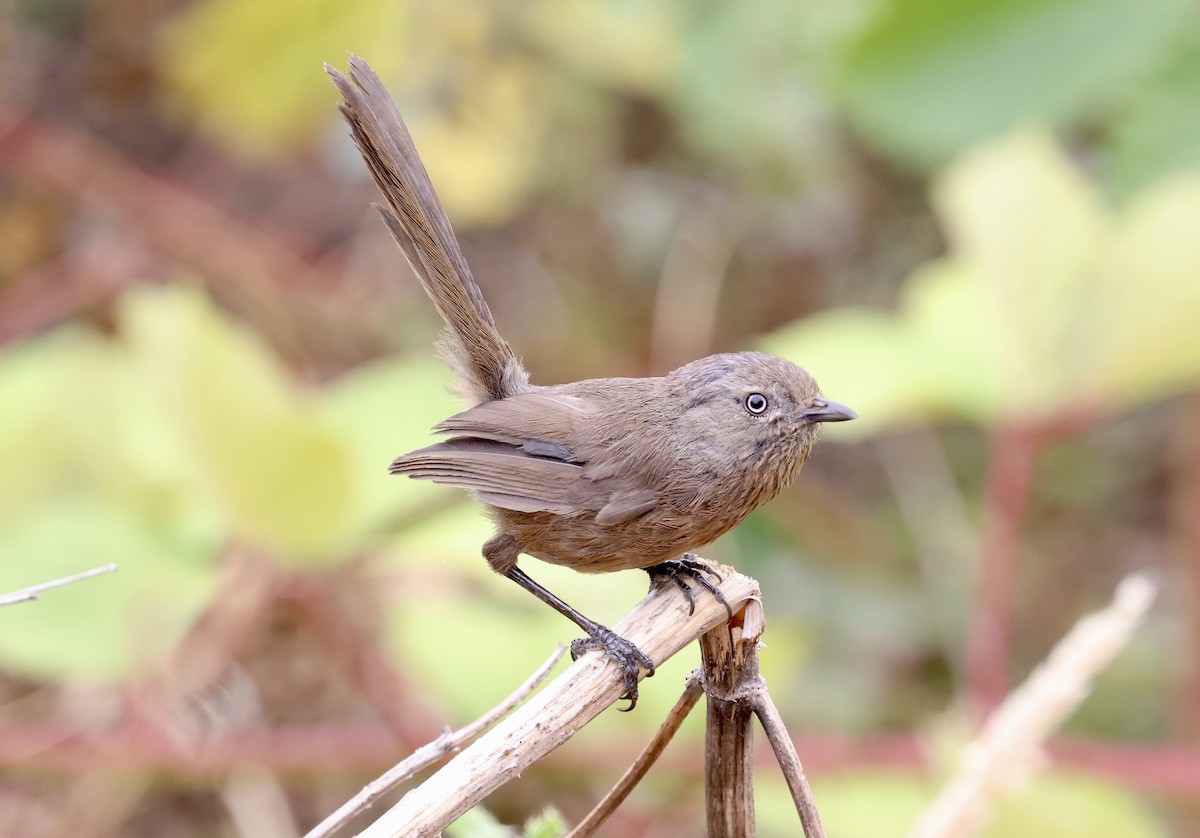 Wrentit - ML640325275