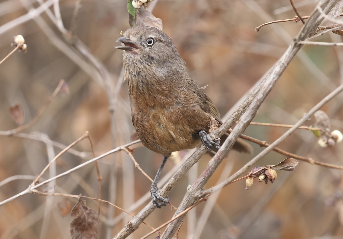 Wrentit - ML640325276