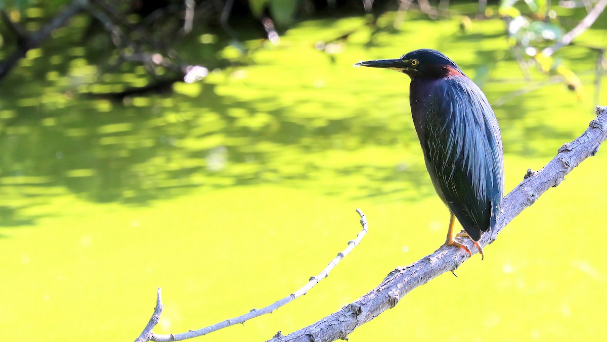 Green Heron - ML640325301
