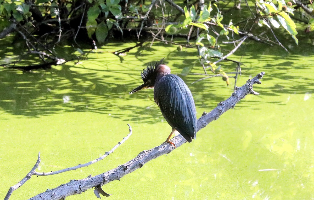 Green Heron - ML640325318