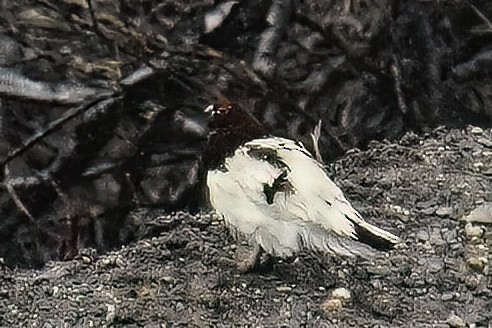 bělokur rousný - ML640325351