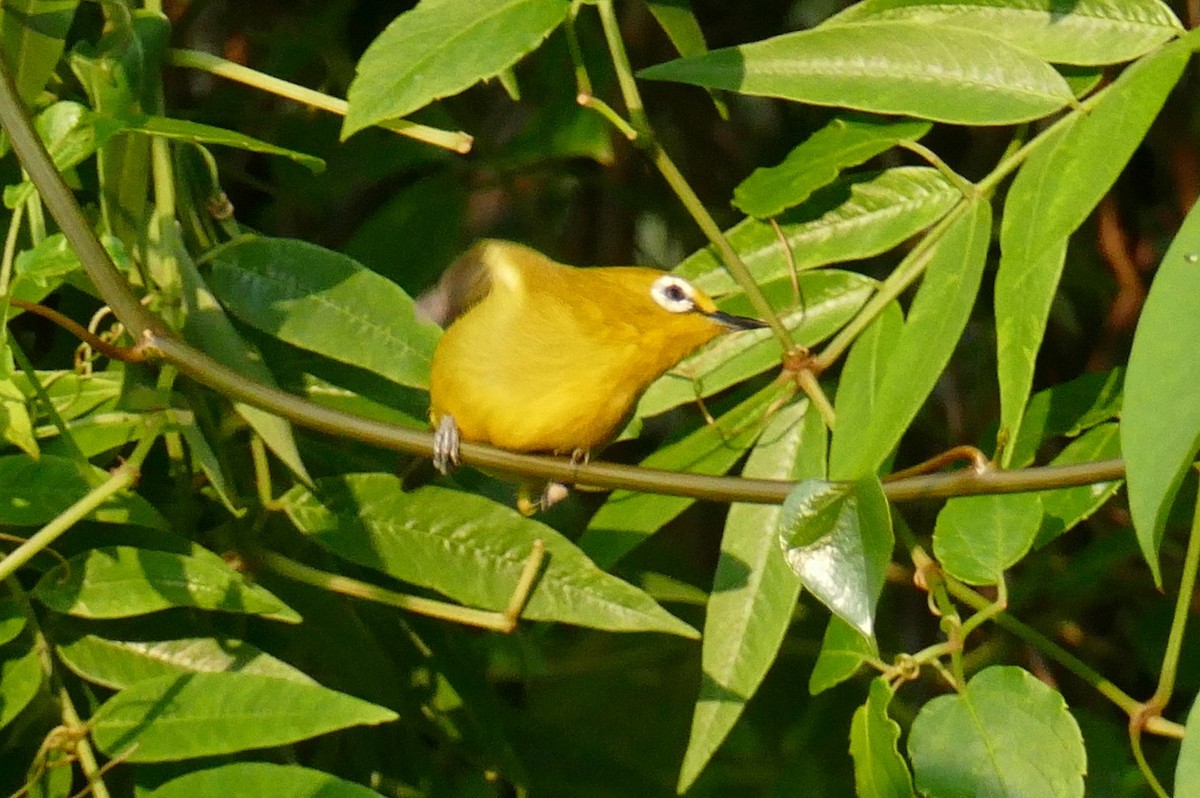Green White-eye - ML640325396