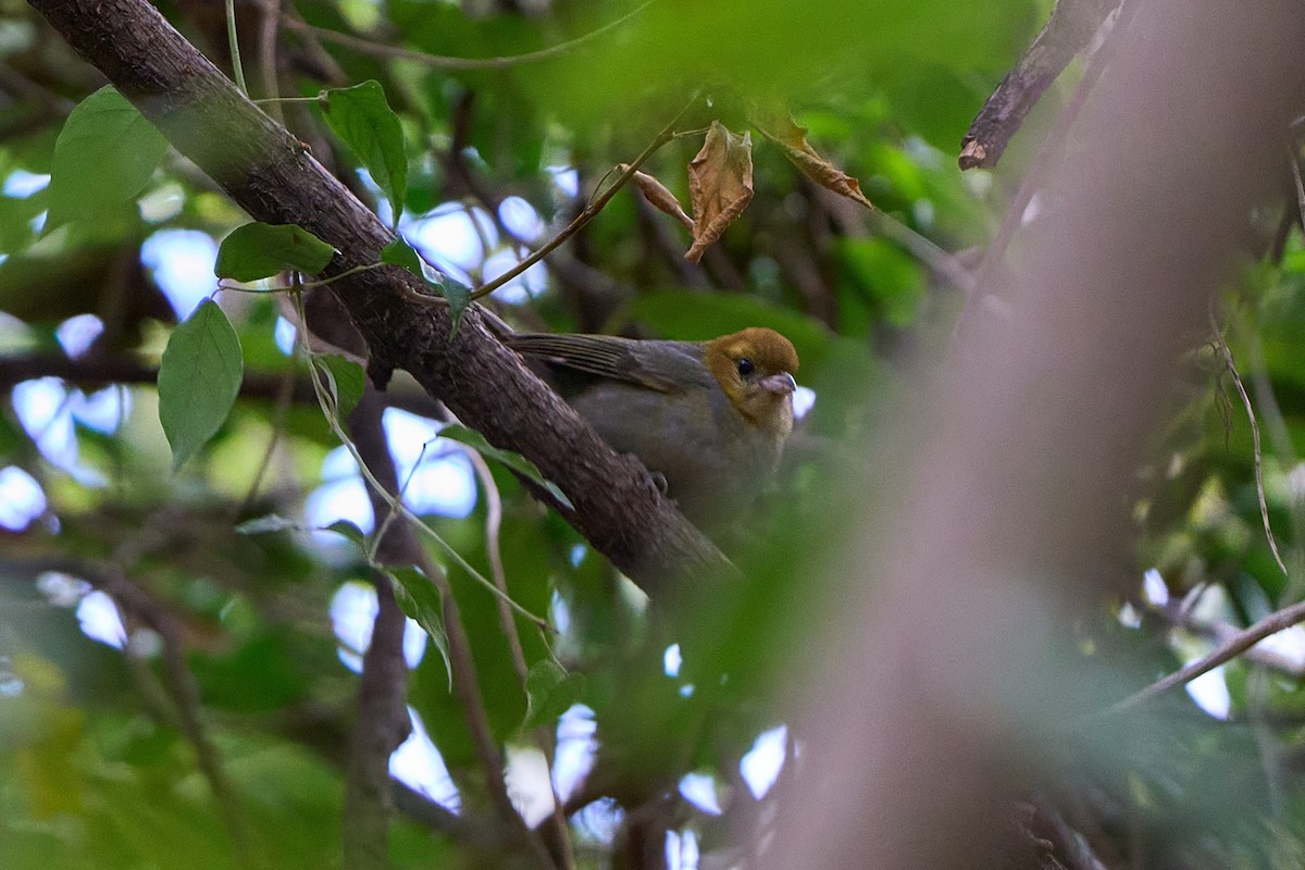 Chestnut-headed Tanager - ML640325434
