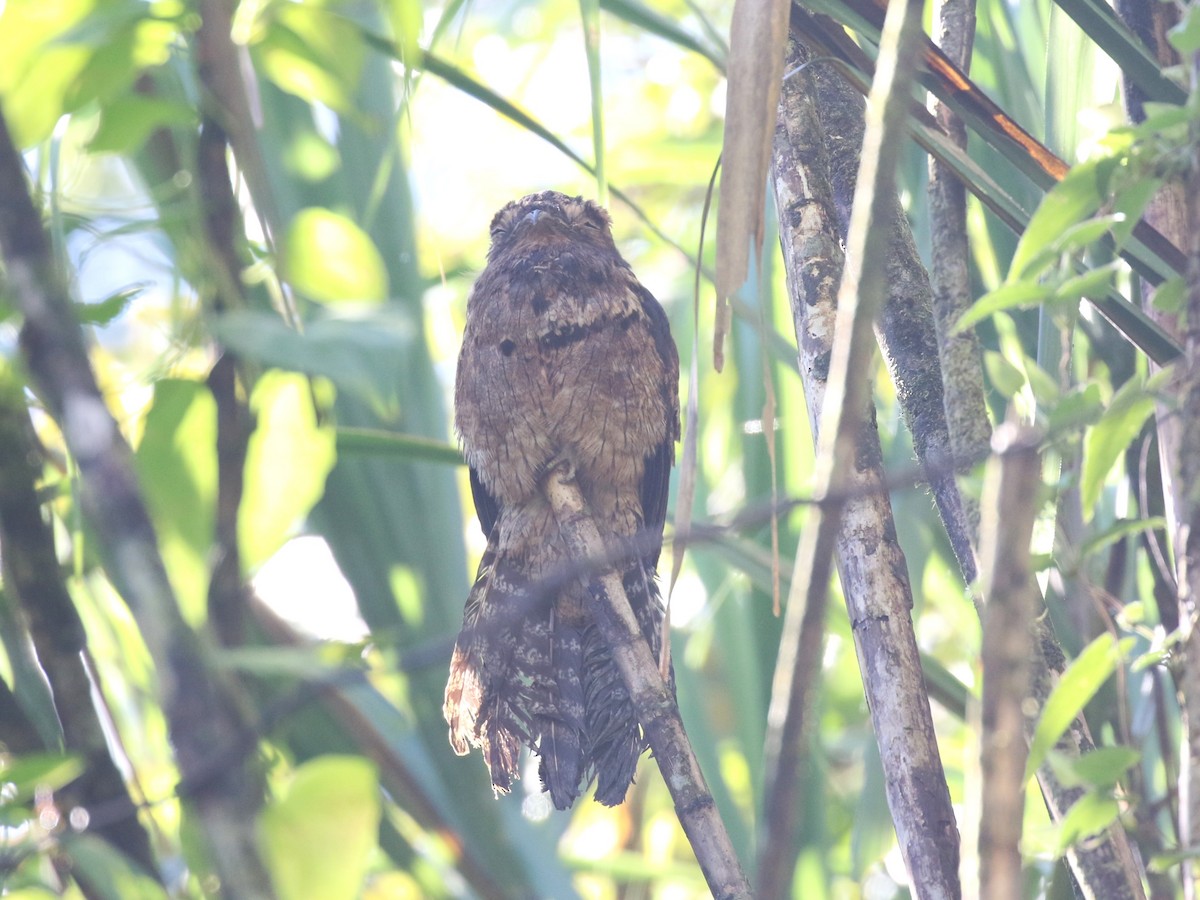 Common Potoo - ML640325468