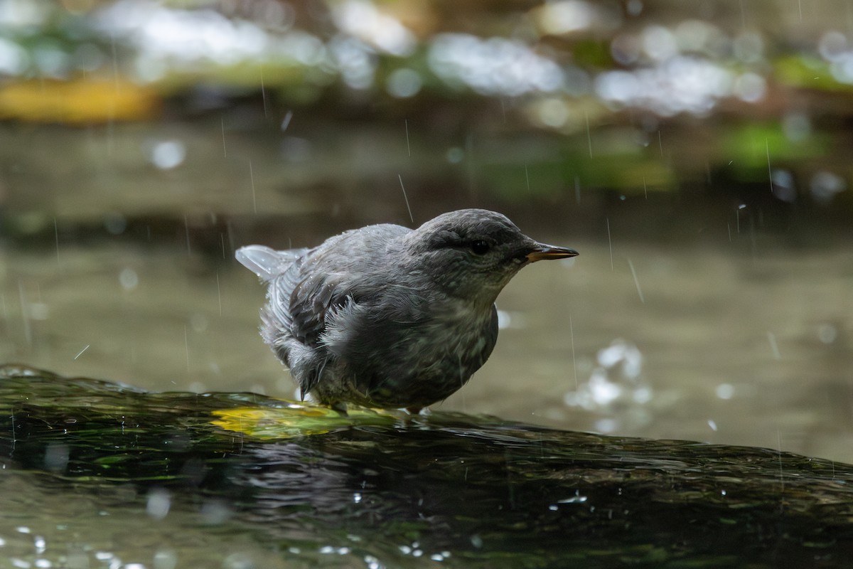 American Dipper - ML640325517