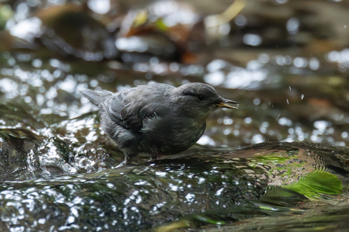 American Dipper - ML640325518