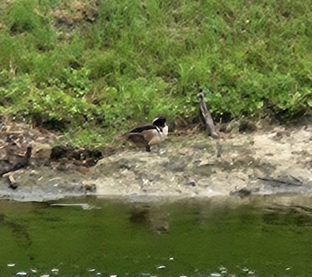 Hooded Merganser - ML640325637