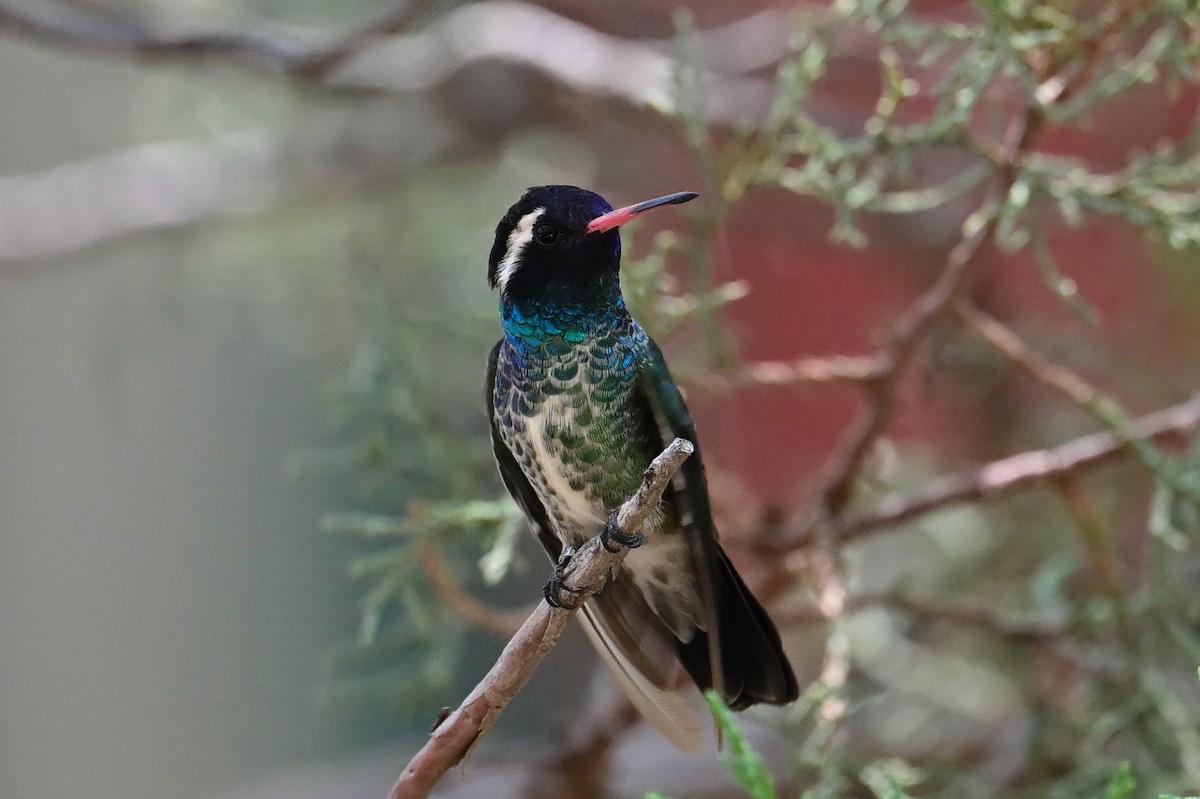 White-eared Hummingbird - ML640325699