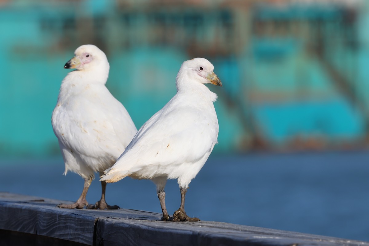 Snowy Sheathbill - ML640325702