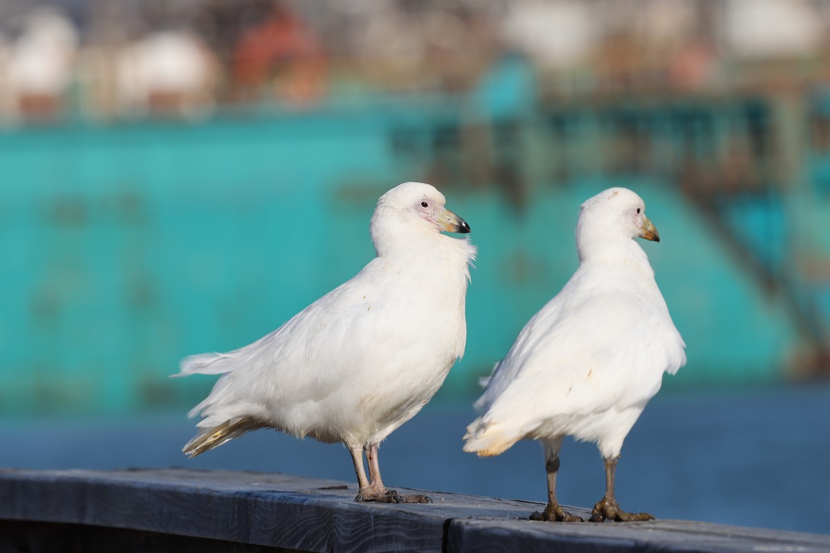 Snowy Sheathbill - ML640325703