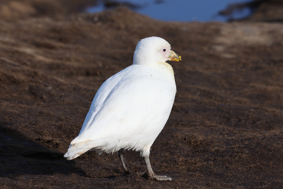 Snowy Sheathbill - ML640325704