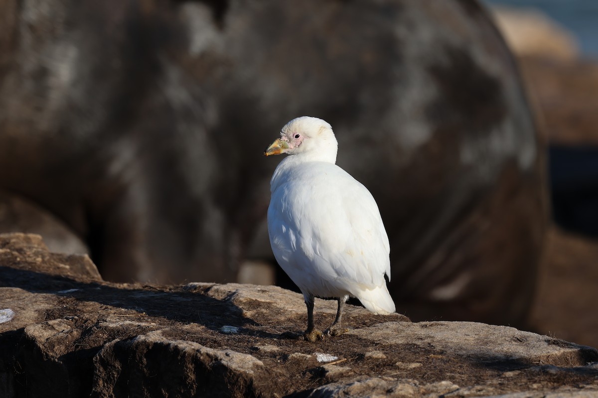 Snowy Sheathbill - ML640325707