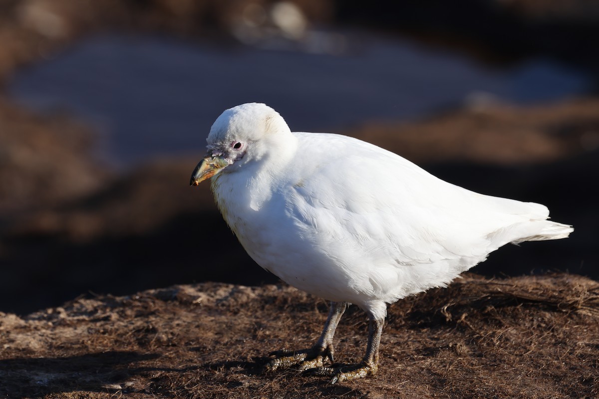 Snowy Sheathbill - ML640325709