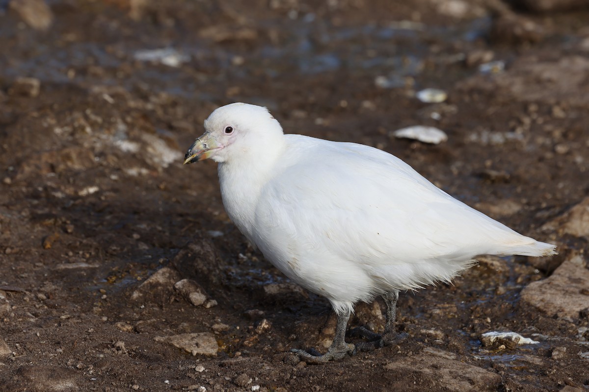 Snowy Sheathbill - ML640325710