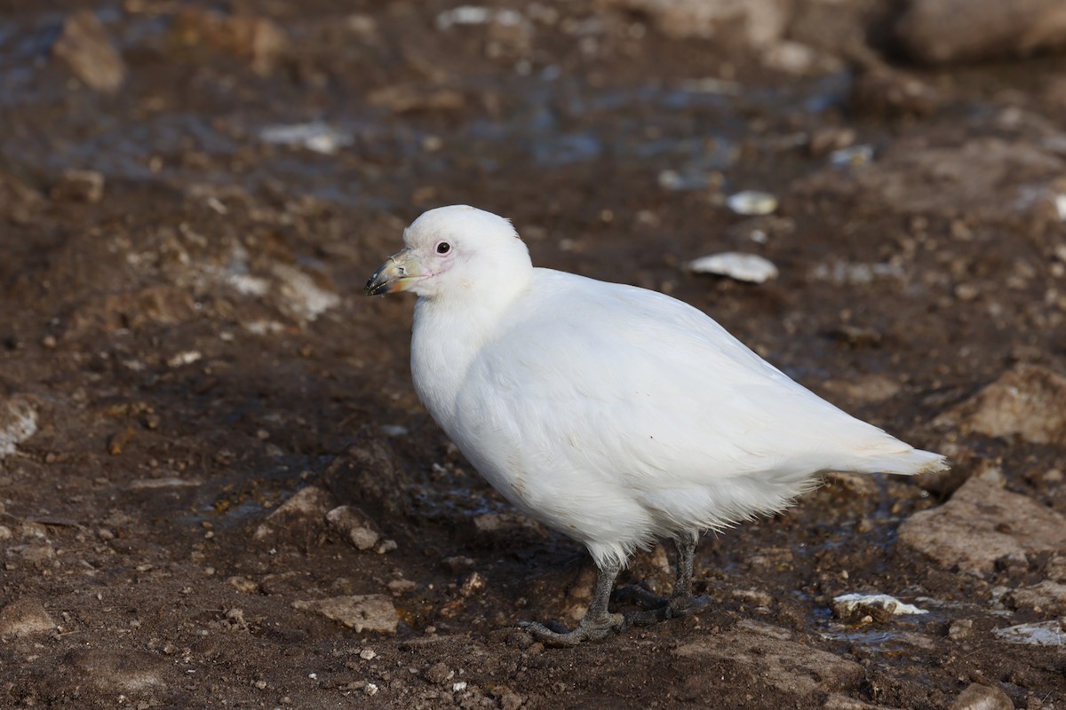 Snowy Sheathbill - ML640325712