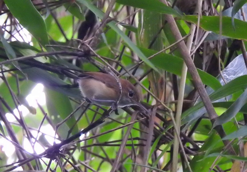 Long-billed Gnatwren - ML640325716