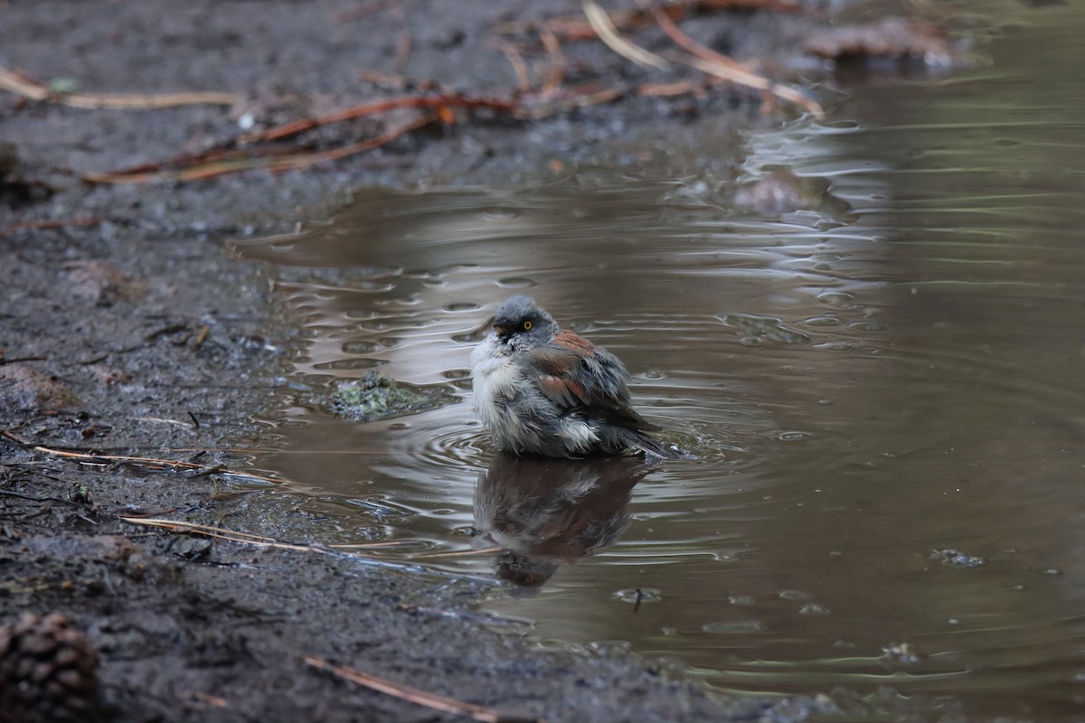 Yellow-eyed Junco - ML640325730