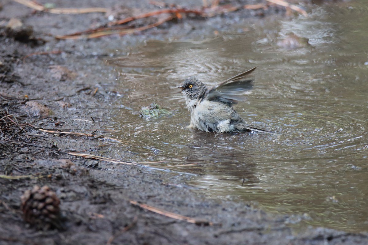 Yellow-eyed Junco - ML640325732