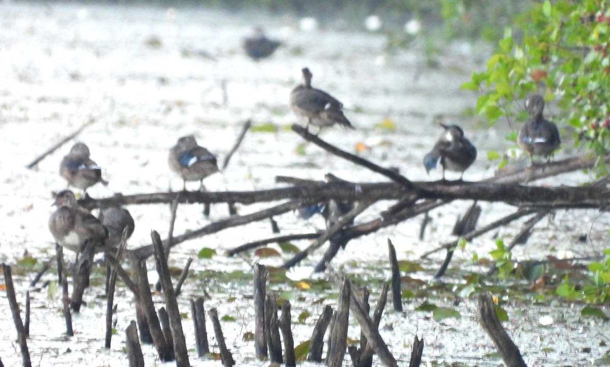 eBird Checklist - 15 Aug 2025 - Pickering Ponds, Rochester - 51 species ...