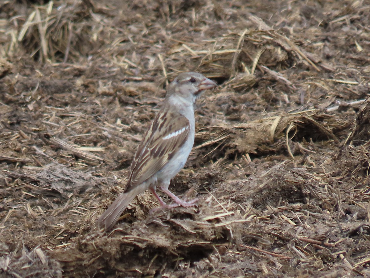 House Sparrow - ML640325772