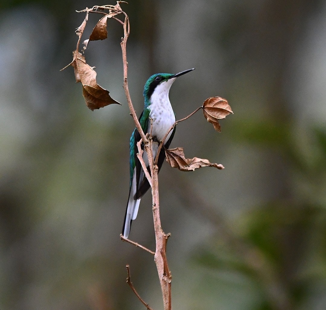 Black-eared Fairy - ML640325783