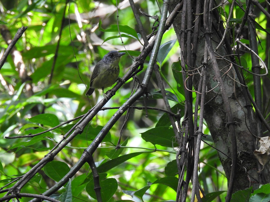 Spot-breasted Antvireo - ML640325815