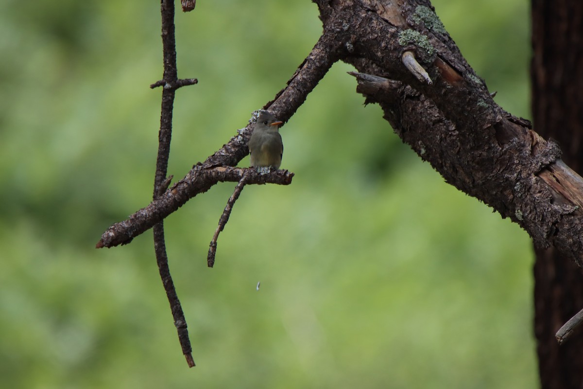 Greater Pewee - ML640325818