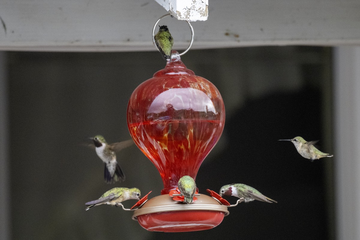 Calliope Hummingbird - ML640325848