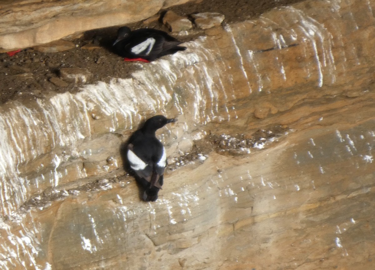 Pigeon Guillemot - ML640325872