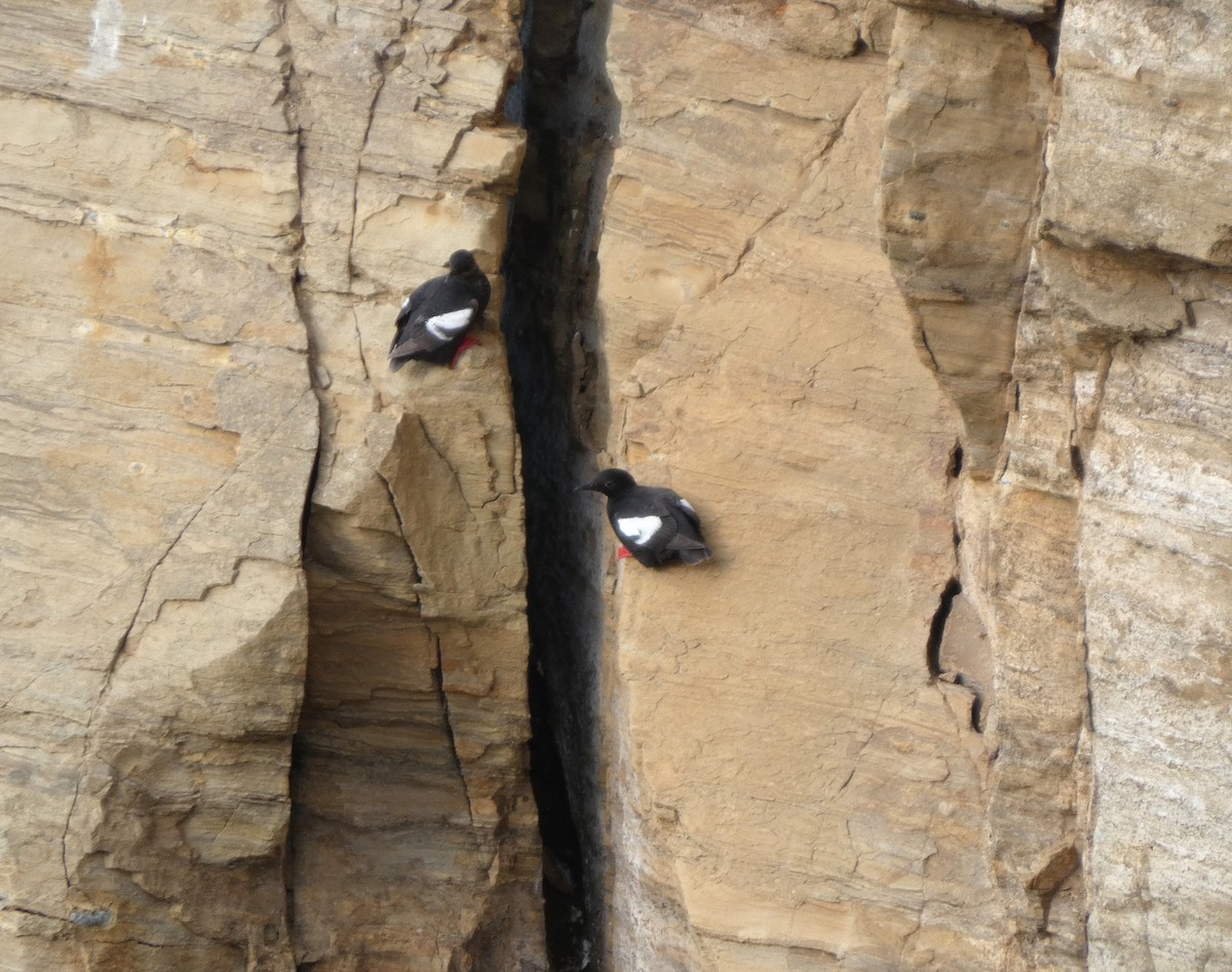 Pigeon Guillemot - ML640325874