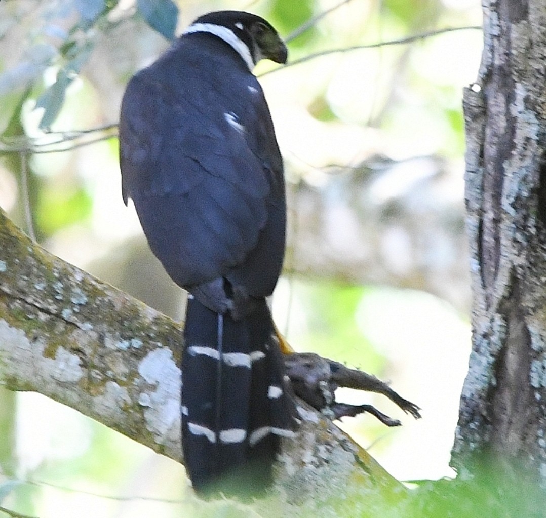 Collared Forest-Falcon - ML640325900