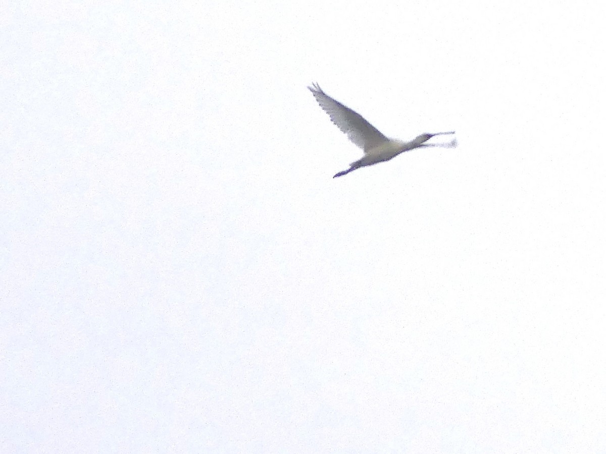 Eurasian Spoonbill - ML640325968