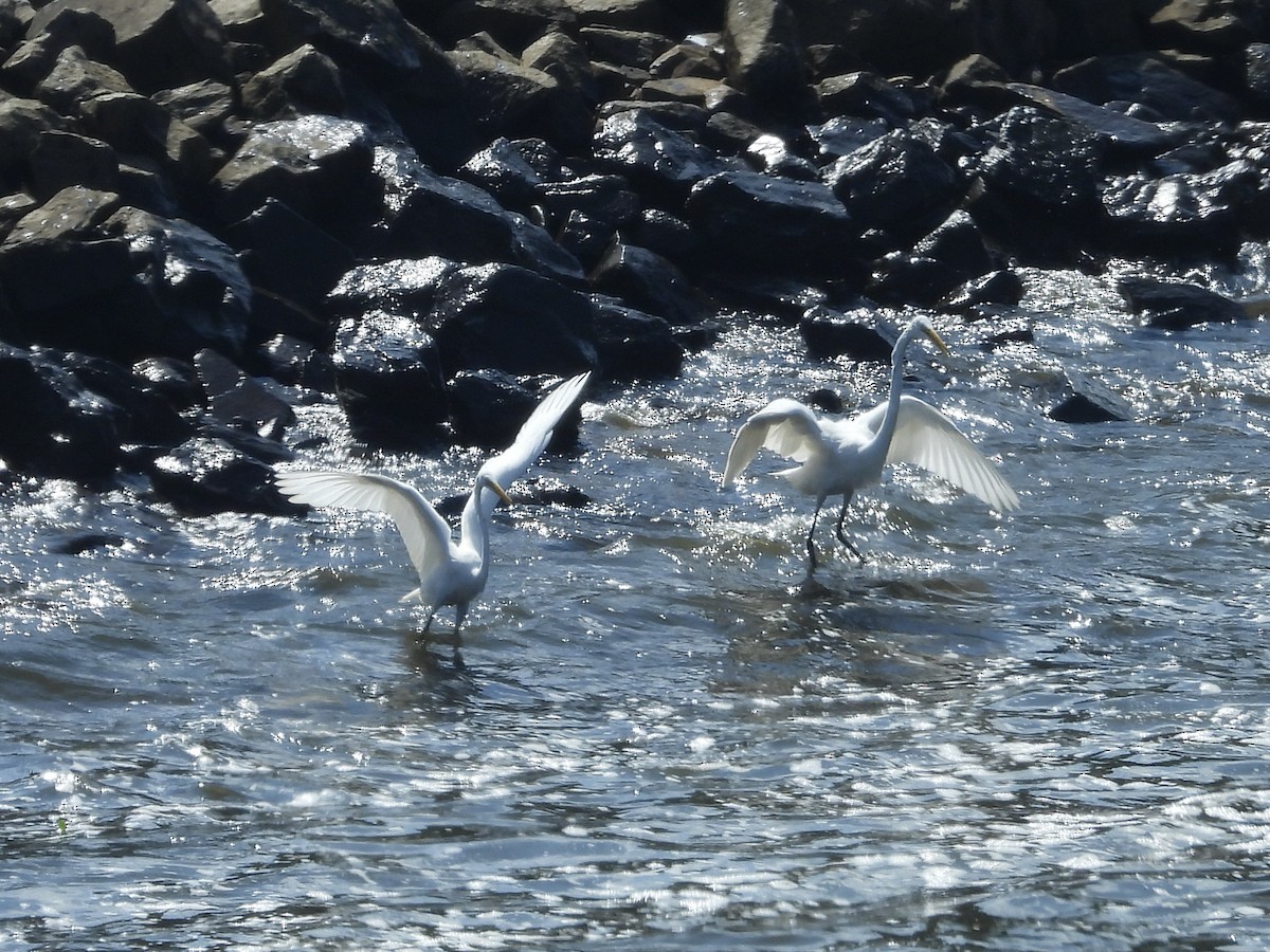 Great Egret - ML640325972