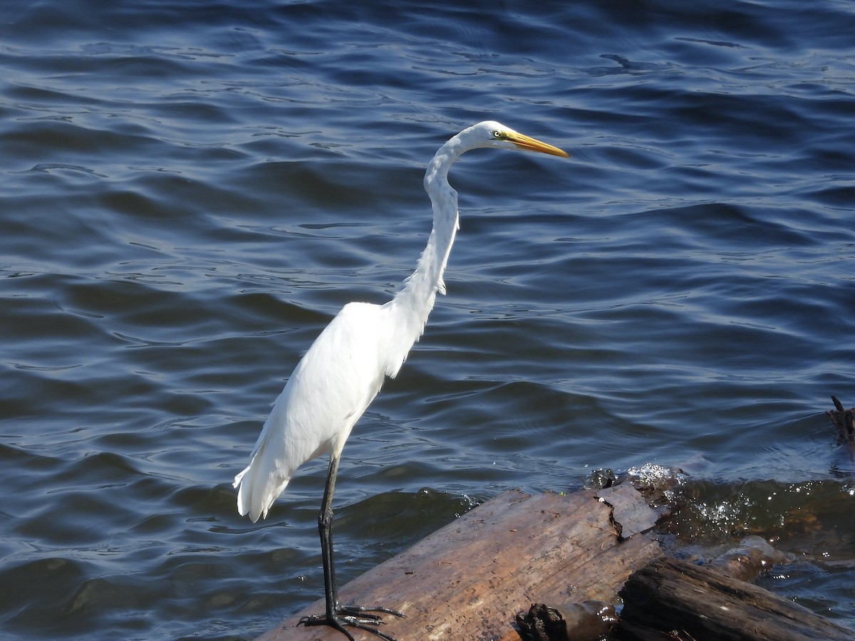Great Egret - ML640326017