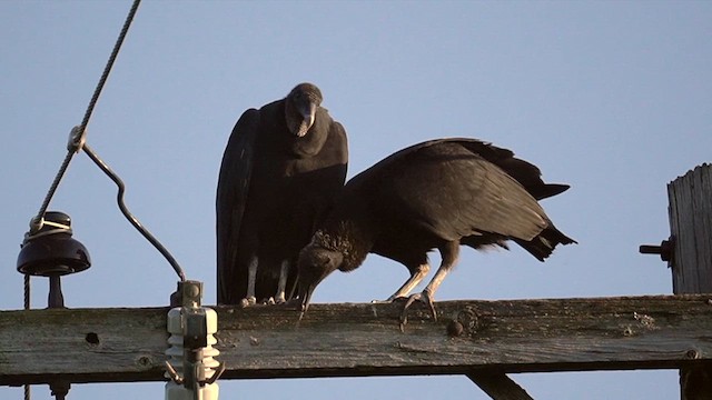 Black Vulture - ML640326049