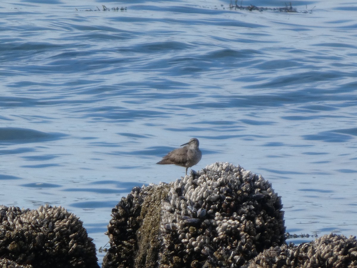 Wandering Tattler - ML640326073