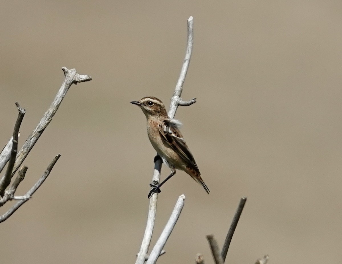Whinchat - ML640326079