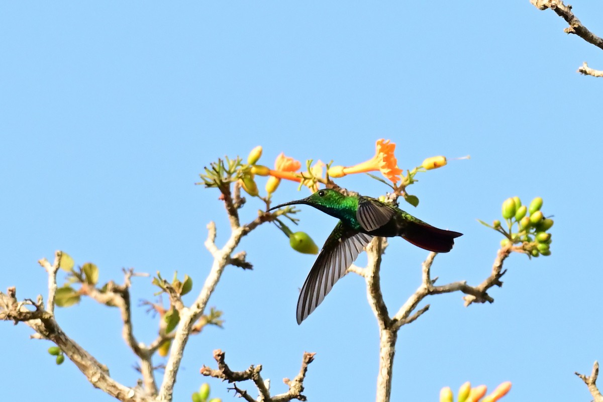 Green-breasted Mango - ML640326090