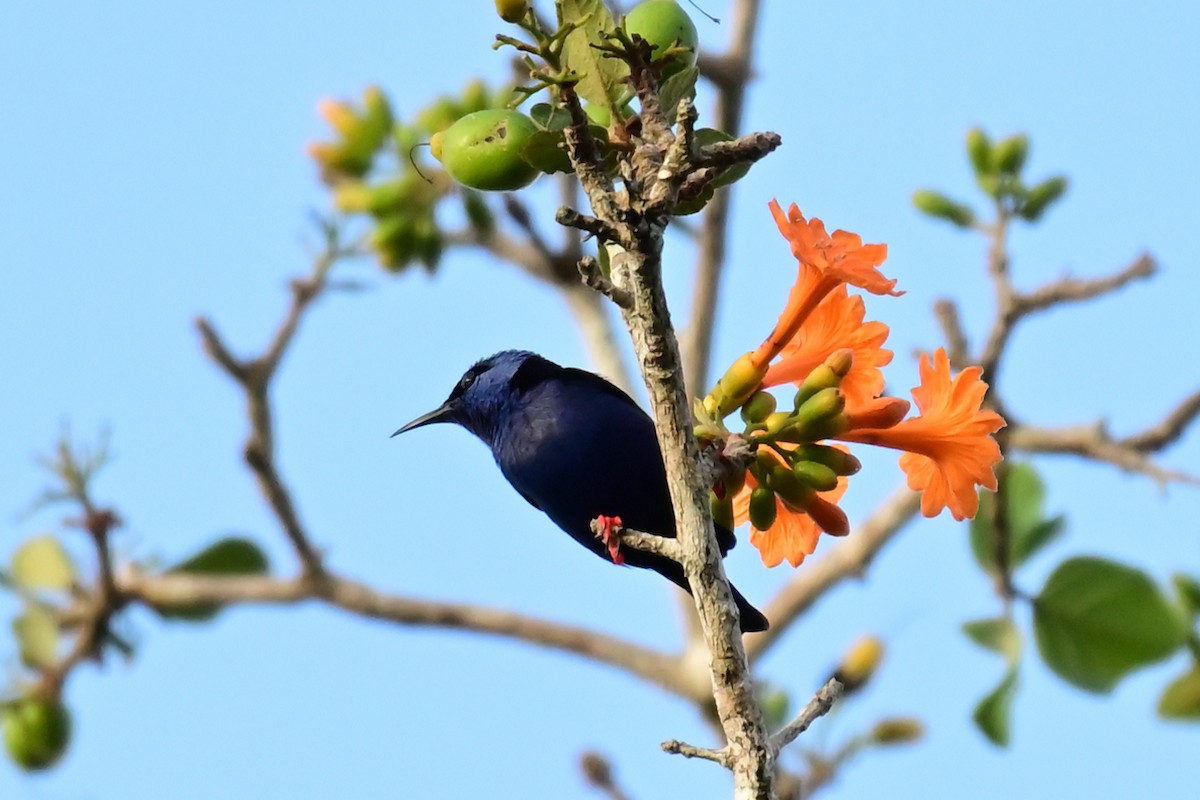 Red-legged Honeycreeper - ML640326108