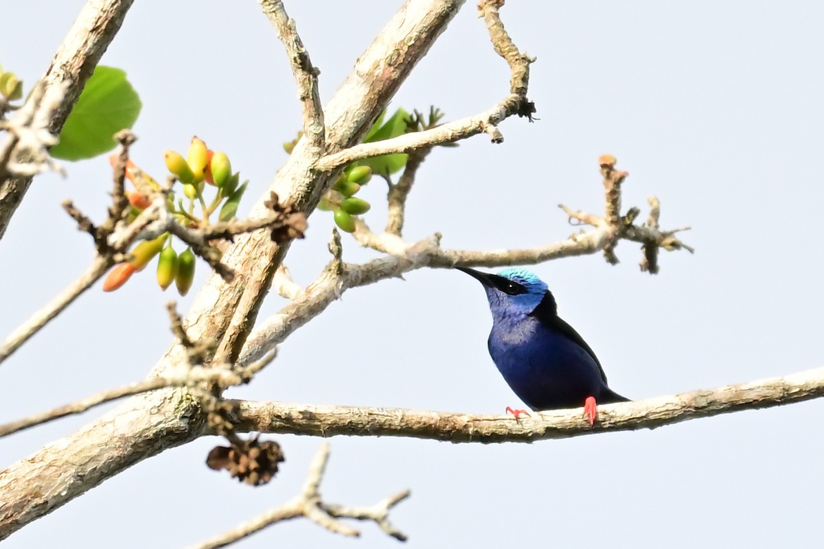 Red-legged Honeycreeper - ML640326109