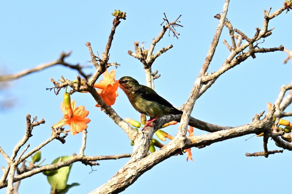 Red-legged Honeycreeper - ML640326110