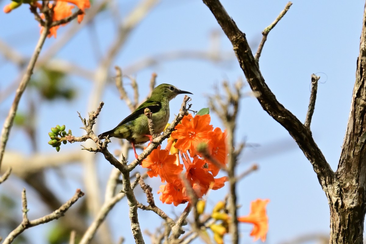 Red-legged Honeycreeper - ML640326111
